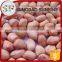 Import peanut kernel processing plant