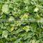 Famous products celery powder buy wholesale from china