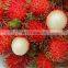 Vietnam Fresh Rambutan - High Quality