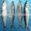 sardine fish frozen sardine whole round for bait and canning sardinella aurita