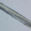 Simple polarizing microscope MP20