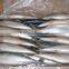 Frozen Mackerel for Bait
