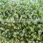 Automatic Barley Sprout Machine /wheat seedlding machine /fodder sprout machine