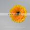 Export high quality foam gerbera flower gerbera flower seeds with 70-80cm long from Yunnan, China
