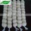 normal white fresh garlic 5 cm