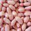 New Crop Peanut kernels ,long and round type for sale