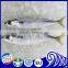 PACIFIC MACKEREL (Scomber Japonicus)