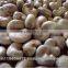 Raw Dried Cashew Nut/Cashew Nuts in Africa