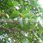 Ficus Altissima