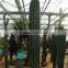 Carnegiea gigantea Britton et Rose, Saguaro, pot plants, bonsais