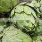 GMP Natural High Artichoke Extract