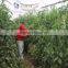 White Agriculture plant support net