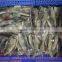 Zhengyuan Frozen Illex Squid Tube