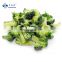 IQF Fresh Frozen Broccoli With Competitive Price Frozen Green Broccoli