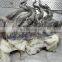 frozen squid tentacle frozen giant squid tentacle leg ballerina cut DOSIDICUS GIGAS