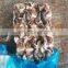 frozen squid neck indian squid neck giant squid neck