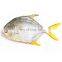 golden pompano frozen golden pompfret frozen golden pompano fish trachinotus ovatus IQF