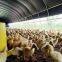 Black White Greenhouse Film Light Deprivation Poly Film Agriculture Blackouts Film