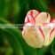 Top grade OEM decoration tulip flower