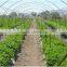 Greenhouse Tunnel