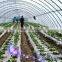 2015 China Hot Sale UV Resistant Agricultural Greenhouse Plastic Film