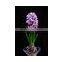 Hydroponic Dutch Hyacinth Flower Bulbs, Hyacinthus Orientalis