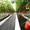 Modern Venlo Type Glass Greenhouse For Vegetables