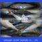 Frozen Fish Pacific Mackerel