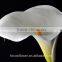 2017 Hotsale Fresh Cut Calla Lily Artificial Calla Lilies Wholesale