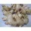 FRESH GINGER Ms Cindy, website: hoaimy.s35, Whatsapp: +84 868 704 600)