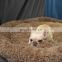 Calming Novelty Soft Round Comfortable Donut European Designer Xxl Big Memory Foam Orthopedic Multifunction Luxury Pet Dog Bed