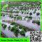 black/white mulch film/clear plastic protective film for vegetable cover from china manufacture