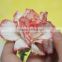 Elegant in smell top sell wedding decorating flower carnation