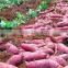 vietnam sweet potato with best price and good quality