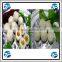 Multifunction Chicken Shrimp Balls Making Machine/Vegetable Balls Making Machine