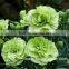 2016 Hot Sale Carnation Cut Flowers Price Without Middleman Green Mini Carnation Flowers