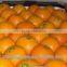 ORANGE FRESH FOR SALE