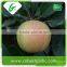 Chinese royal red gala apples fruit