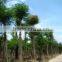 outdoor ornamental landscape blooming plants of Delonix regia (Boj.) Raf