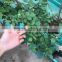 4-5 years 80-120cm blooming Roses Seedlings with straight trunk