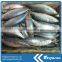 Skipjack marine fish whole iqf frozen
