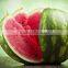 MW13 Yuanhua Newly Round Watermelon Seeds, Watermelon Hybrid Seeds f1