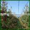 Factory Supply Apple tree Anti Hail Net with board and eyelets