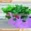wholesale hydroponics strawberry planter used nursery pots