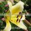 Good Quality Yellow Lily Flower Cut Fresh Lily from Kunming