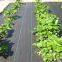 Garden Weed Barrier Landscape Fabric Woven PP 100gsm Weed Barrier Fabric Ground Cover Mat