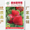 200pcs Organic sweet giant strawberry seeds strawberry seeds for planting