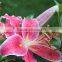 Natural tiber lily christmas flower