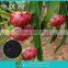 Pure natural biomass silicon magnesium fertilizer(RSSC)-Special sugar crop