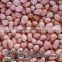 PEANUTS KERNEL/GROUNDNUTS_HIGH QUALITY_ RELIABLE SUPPLIER